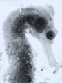   Xray backlit seahorse bw 'X-ray' 'Xray' 'X ray' b/w  
